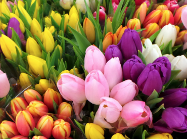 tulipes