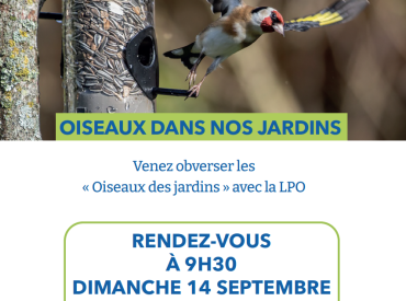 observer les oiseaux