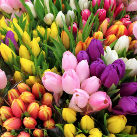 tulipes