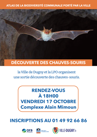 découverte des chauves-souris