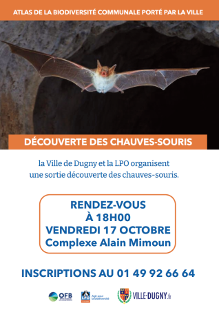 découverte des chauves-souris