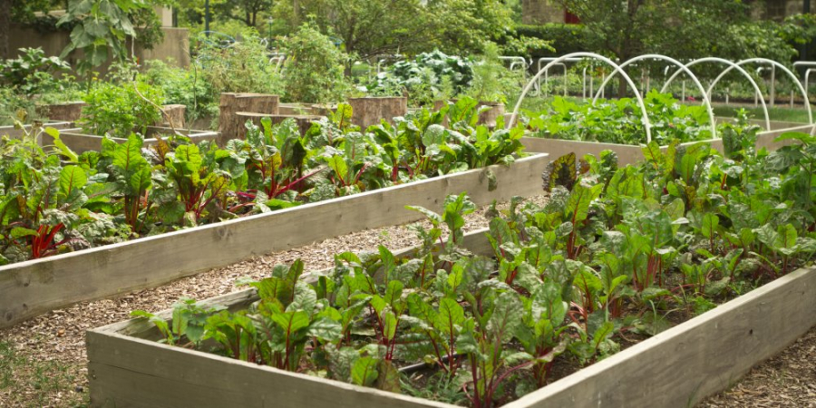  jardin partagé 