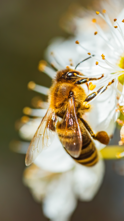 insectes